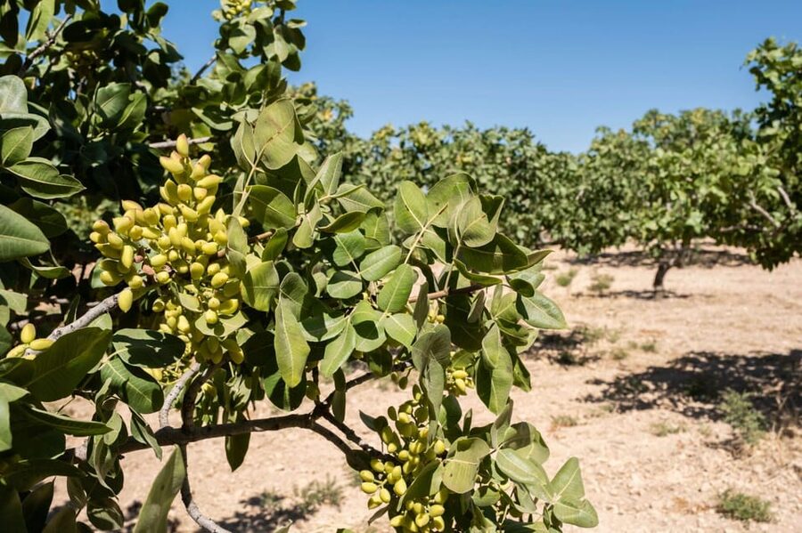 Aegina: Organic Pistachio Orchard Tour with Factory Visit - Tasting homemade pistachio snacks under the trees