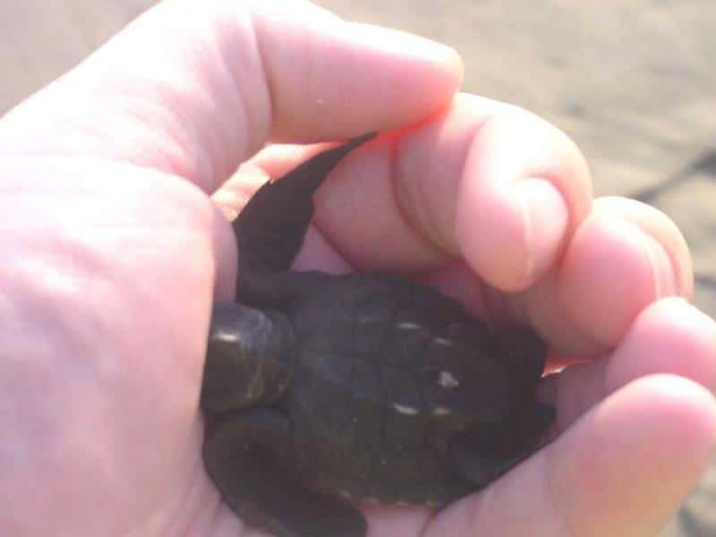 <em>Afro-Mex Village Horse Ride, Turtle Release Crocodile Farm – Key points at a glance’ /></p>
<ul>
<li><strong>Release hatchling turtles on the beach:</strong> You take part directly, rather than only watching a conservation talk.</li>
<li><strong>Ride horses by the Pacific:</strong> The pace is leisurely, and beginners receive basic riding guidance before setting off.</li>
<li><strong>Visit an Afro-Mexican village:</strong> The outing adds local culture and daily life to its animal encounters.</li>
<li><strong>See a newly opened crocodile farm:</strong> This is a separate stop with a different kind of wildlife focus.</li>
<li><strong>Travel in a small group:</strong> With a limit of 10 participants, the guide can answer questions and help with the riding.</li>
<li><strong>Use included hotel or port transfers:</strong> Air-conditioned transport, bottled water, and return drop-off are built into the price.</li>
</ul>
<h2>Why the turtle release is the heart of the outing</h2>
<p><img width="800" height="408" decoding="async" src=