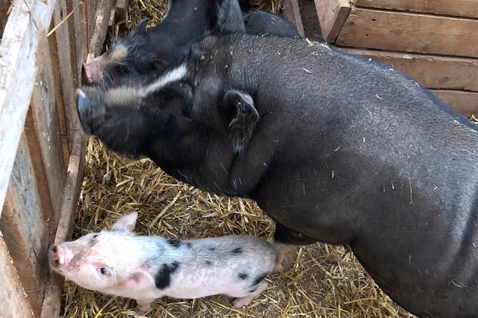 Agriaperitivo in a 3-Hour Farm Activities in Ugento - Meeting the animals at La Fattoria di Nonno Pippi
