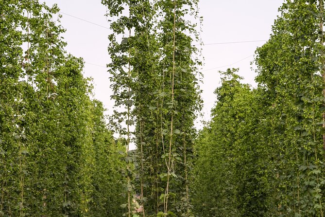Agricultural Brewery Tour in the Roman Countryside - What $57.32 buys you