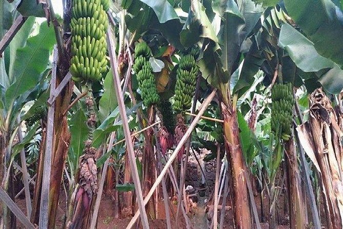 Agriculture Green Tour - Key points to know before booking