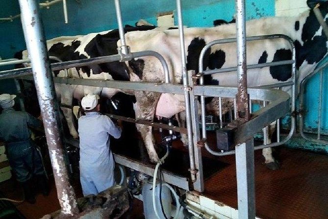 Agriculture Green Tour - Dairy and cattle farms show a less polished side of Madeira