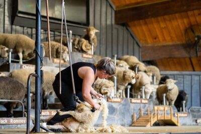 Agrodome Farm Experience including Farm Show and Farm Tour – Rotorua