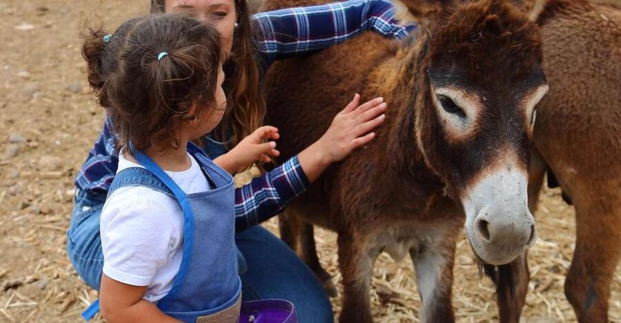 Agüimes : Be a farmer for the day at La Jaira de Ana - Key points before you book
