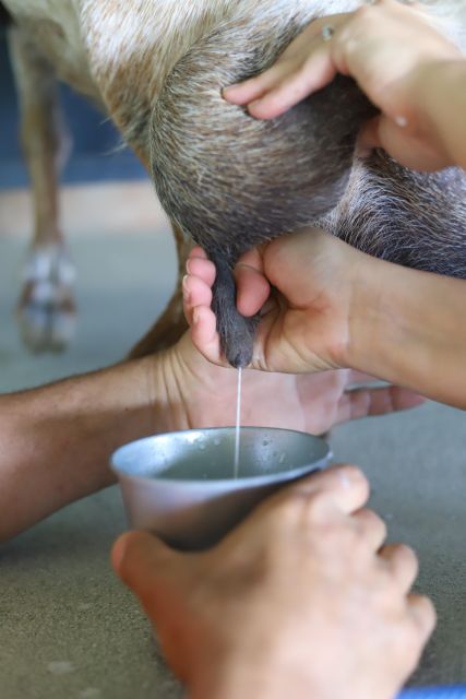 Agüimes : Be a farmer for the day at La Jaira de Ana - Learning how milking and feeding work