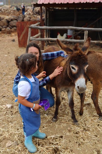 Agüimes : Be a farmer for the day at La Jaira de Ana - Meeting the rabbits, donkeys, chickens, and goats