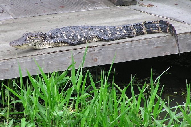 Airboat and Plantations Tour with Gourmet Lunch from New Orleans - Should you book the Grand Tour?