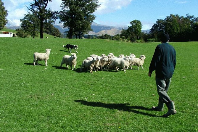 Akaroa Shore Excursion: Akaroa Harbour and Sheep Farm Local Tour - Why the Sheep Farm Is the Heart of This Akaroa Tour