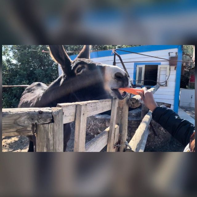 Albufeira Safari exploring villages, churches, castle & farm - Alte and the seasonal waterfall stop