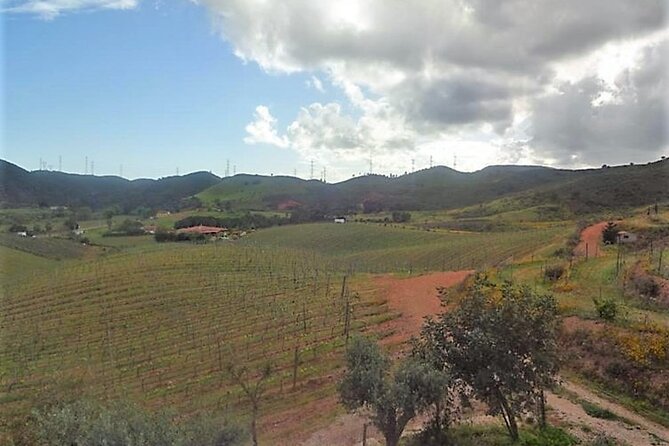Algarve wine tour and farmer's lunch at wine estate - Quinta do Morgado da Torre: a final look at Algarve wine