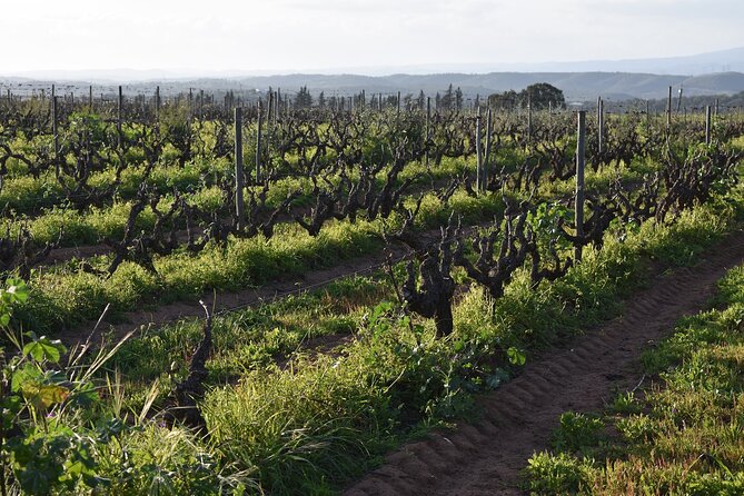Algarve wine tour and farmer's lunch at wine estate - Who should book this tour