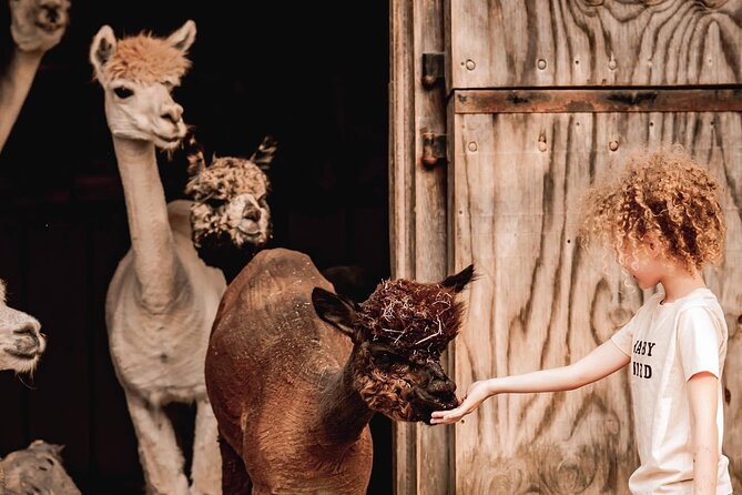 Alpaca and Llama Encounter with Guided Walk - Key Points at a Glance