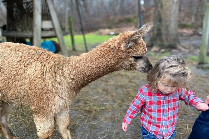 Alpaca and Llama Encounter with Guided Walk - Leading an Alpaca Around the Field