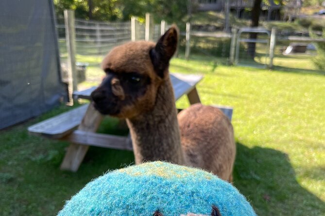 Alpaca and Llama Encounter with Guided Walk - Is $30 a Fair Price?