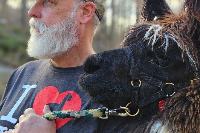 Alpaca and Llama Encounter with Guided Walk - Who Will Enjoy This Ranch Visit Most?