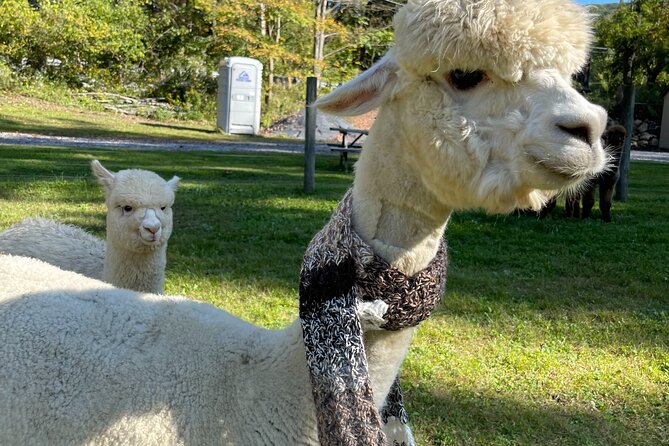 Alpaca and Llama Encounter with Guided Walk - Planning the Visit Around Weather and Timing