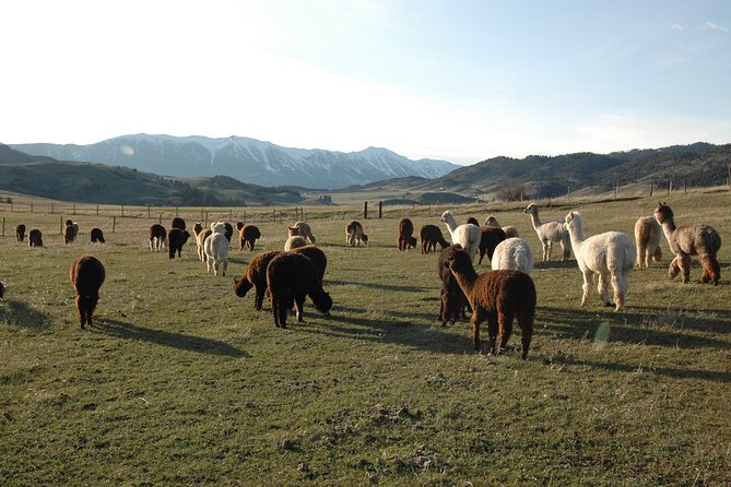 Alpaca and Llama Farm Tour - Feeding, walking, and caring for the animals