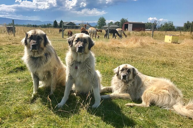 Alpaca and Llama Farm Tour - Photos, babies, and the reality of a working farm