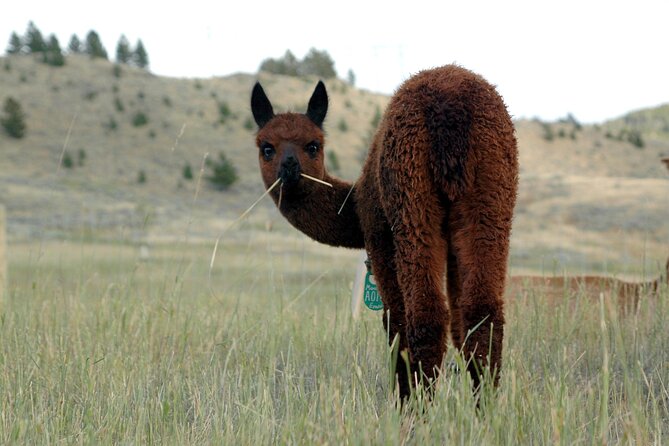 Alpaca and Llama Farm Tour - What to wear for gravel, dirt, and possible flies