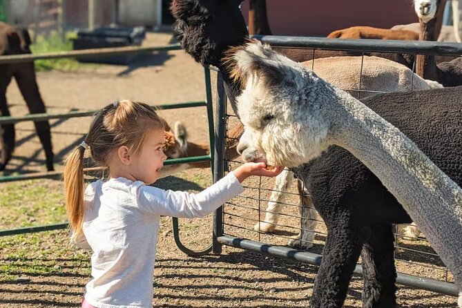 Alpaca and Llama Farm Tour - A thoughtful choice for families