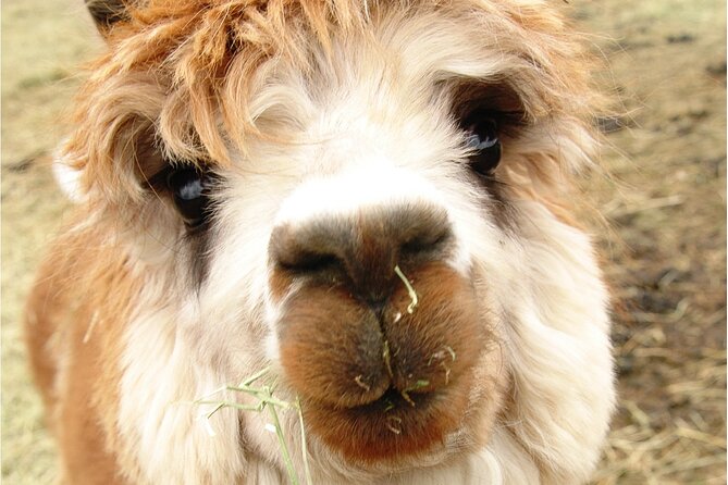 Alpaca and Llama Farm Tour - Walking needs and access on the farm