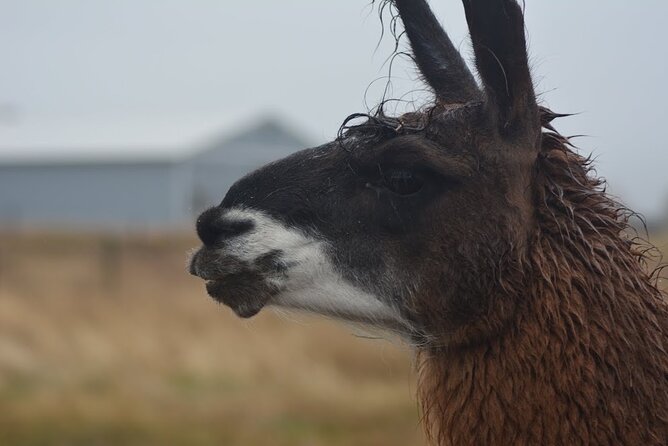 Alpaca and Llama Farm Tour - Is the tour good value?