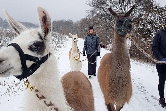 Alpaca and llama hike Moedling near Vienna - What the small group changes