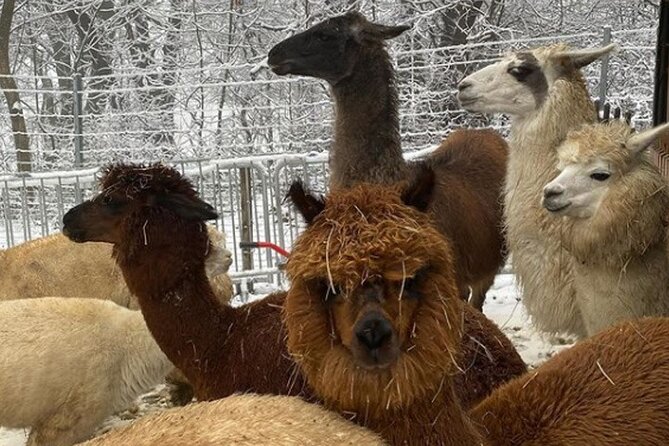 Alpaca and llama hike Moedling near Vienna - Who will enjoy this hike most?
