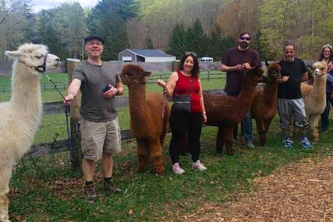 Alpaca and Llama Trek in Pleasant Valley - Meeting an alpaca at Lilymoore Farm