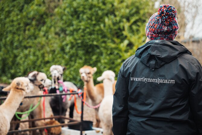Alpaca & Donkey Trekking Experience at Wetley Moor Common - The real issue is mud, not weather