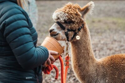 Alpaca & Donkey Trekking Experience at Wetley Moor Common