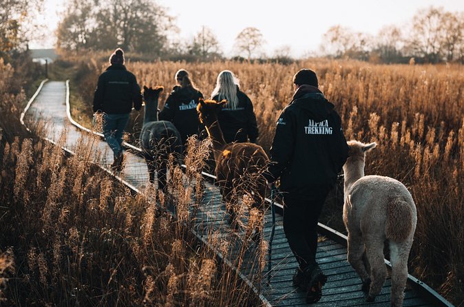 Alpaca & Donkey Trekking Experience at Wetley Moor Common - Is $41.13 fair for one hour?