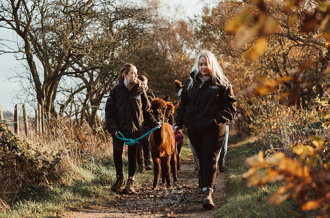 Alpaca & Donkey Trekking Experience at Wetley Moor Common - Who will enjoy this most?