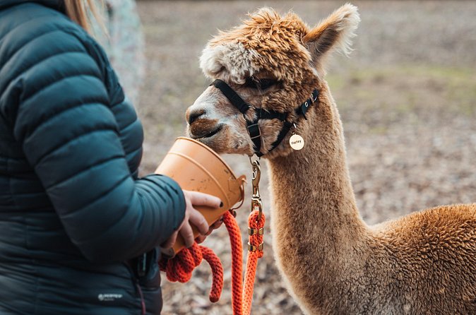 Alpaca & Donkey Trekking Experience at Wetley Moor Common - Practical booking advice for Wetley Moor