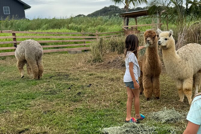 Alpaca Farm Experience on the Road to Hana - Key points to know before you go