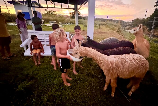 Alpaca Farm Experience on the Road to Hana - Meeting alpacas near Haiku