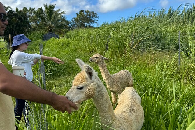 Alpaca Farm Experience on the Road to Hana - Snacks that add a local touch