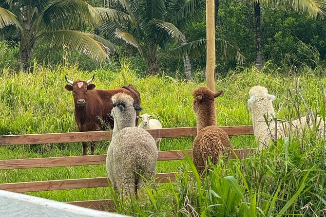 Alpaca Farm Experience on the Road to Hana - Is $49 a fair price?