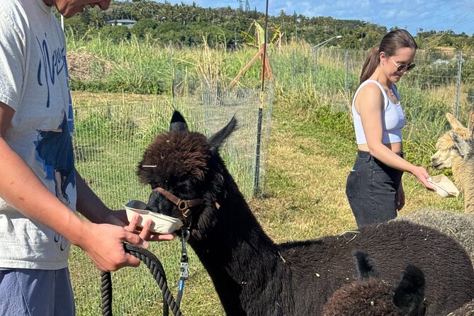 Alpaca Farm Experience on the Road to Hana - The private format and its limits