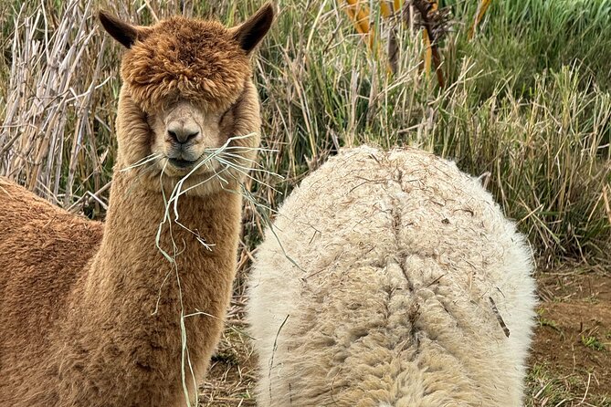 Alpaca Farm Experience on the Road to Hana - Why the alpaca encounter works for families
