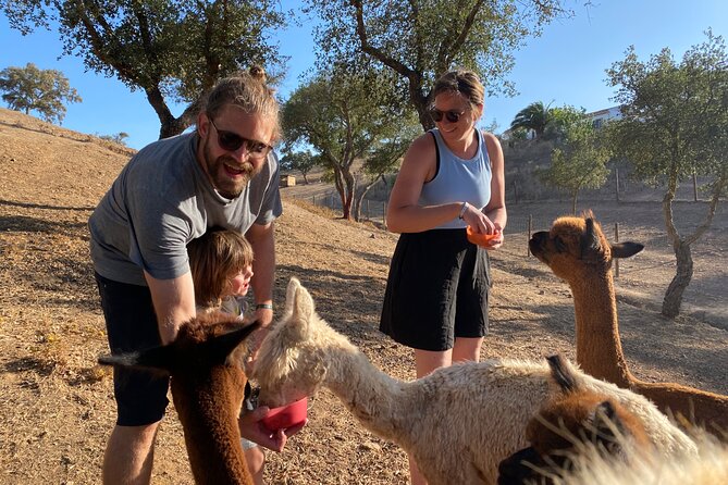 Alpaca Farm MamaAdama Meet & Feed - What host Yariv explains about the animals