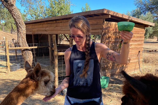 Alpaca Farm MamaAdama Meet & Feed - Horses, goats, and sheep beyond the alpaca pen