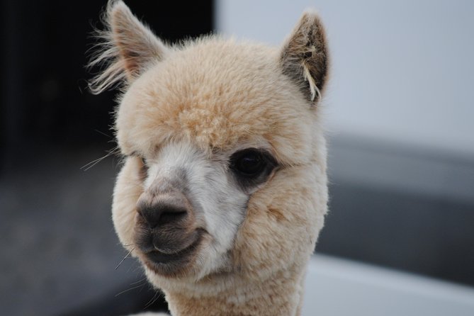 Alpaca Farm Tours with Toffeemont - Key things to know before you go