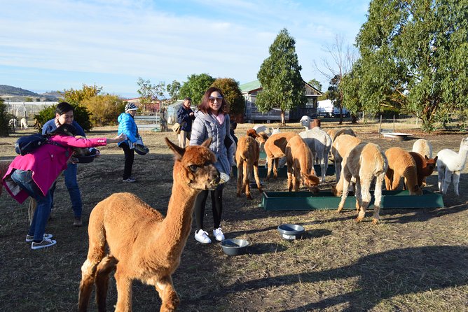 Alpaca Farm Tours with Toffeemont - Meeting the alpacas at Orielton