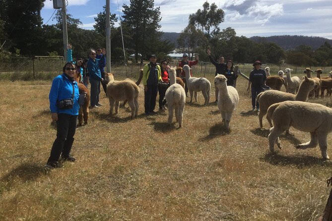 Alpaca Farm Tours with Toffeemont - What makes the farm setting worthwhile