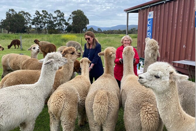 Alpaca Farm Tours with Toffeemont - Homemade tea and Tasmanian alpaca products