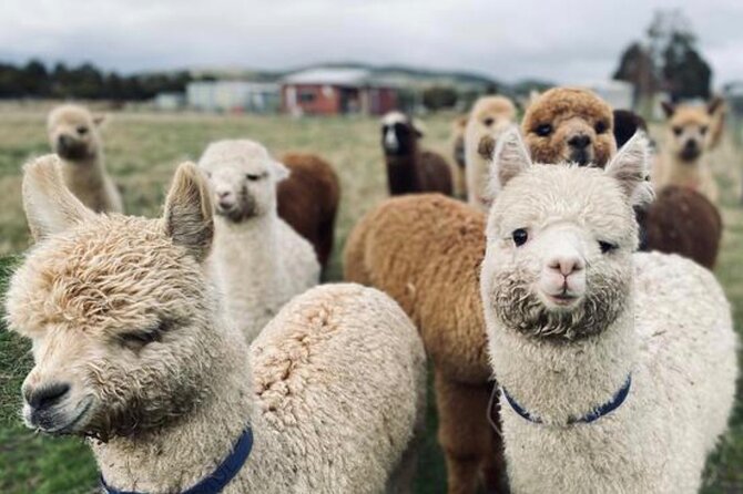 Alpaca Farm Tours with Toffeemont - Is $39.45 good value?