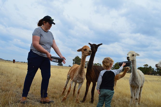 Alpaca Farm Tours with Toffeemont - Who will enjoy Toffeemont most?