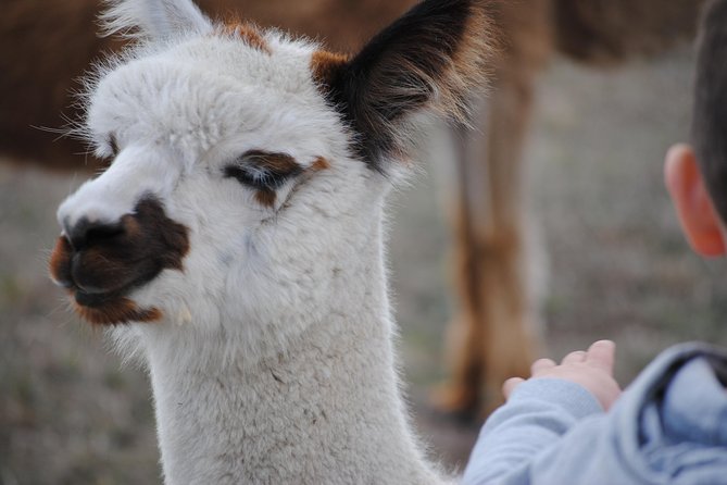 Alpaca Farm Tours with Toffeemont - Planning your visit around Hobart and the east coast