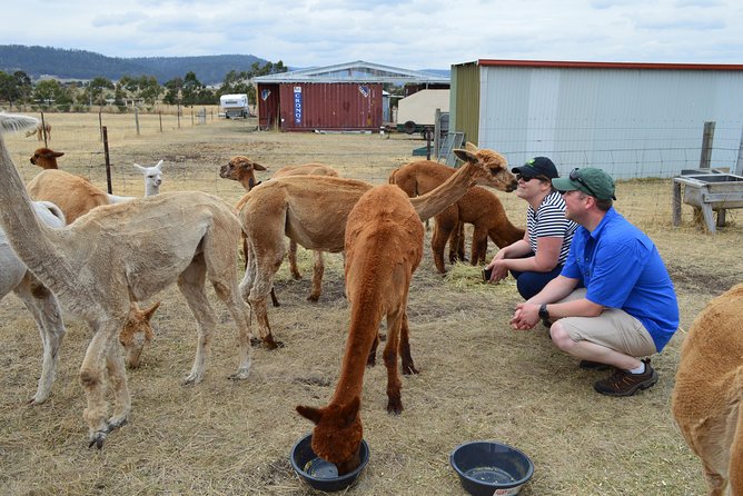 Alpaca Farm Tours with Toffeemont - A calm introduction from Janelle